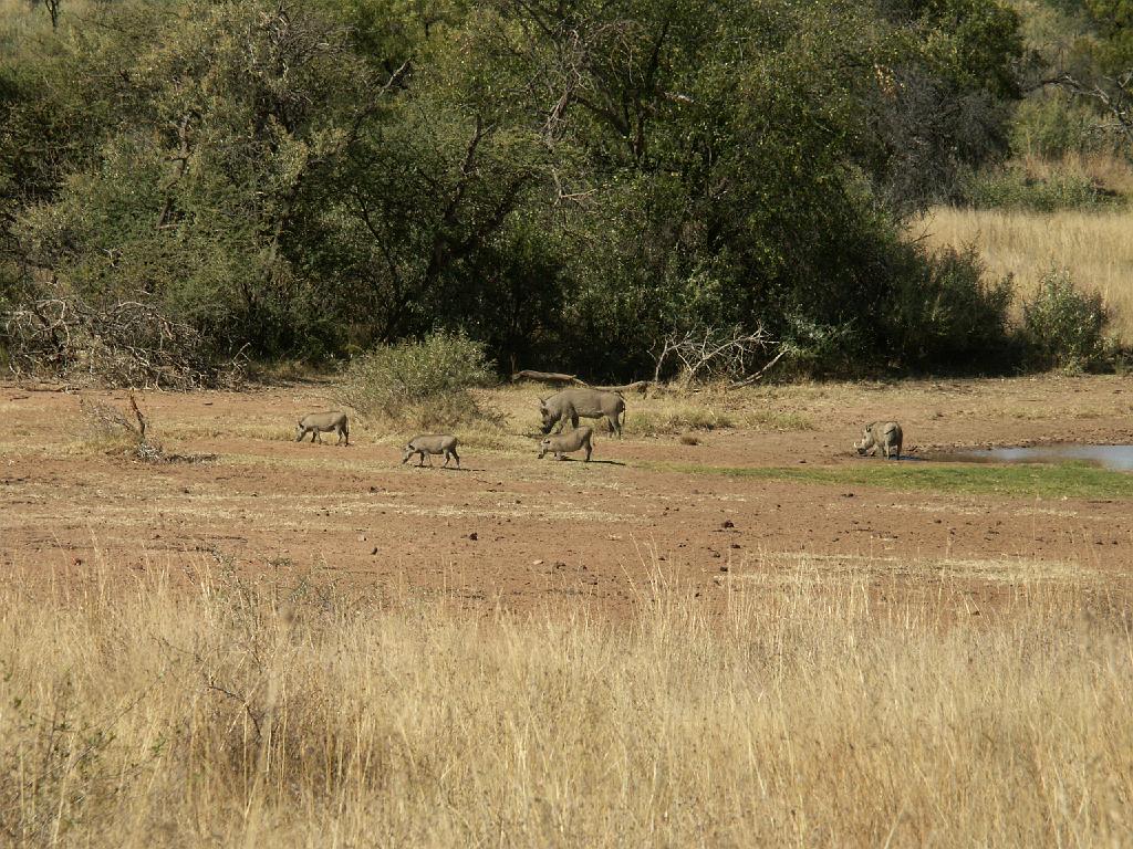 090517_Pilanesberg 144.jpg